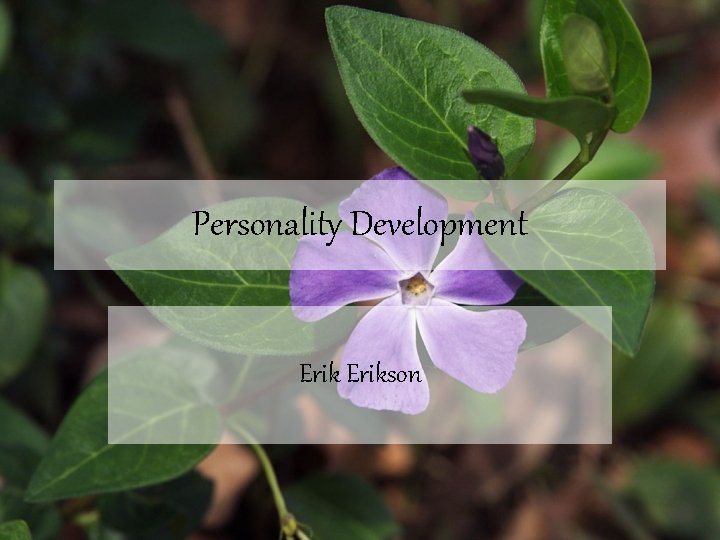 Personality Development Erikson 