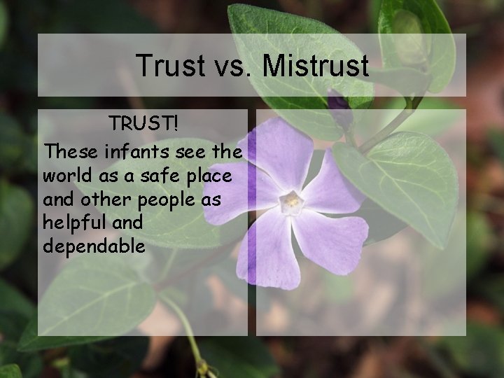 Trust vs. Mistrust TRUST! These infants see the world as a safe place and