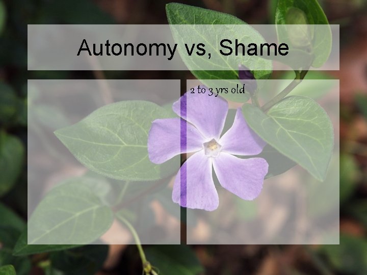 Autonomy vs, Shame 2 to 3 yrs old 