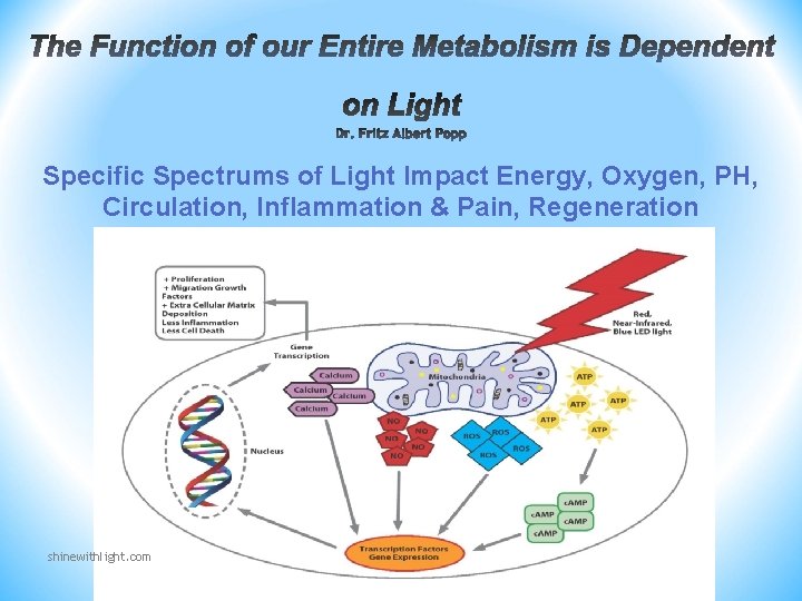 Specific Spectrums of Light Impact Energy, Oxygen, PH, Circulation, Inflammation & Pain, Regeneration shinewithlight. Specific Spectrums of Light Impact Energy, Oxygen, PH, Circulation, Inflammation & Pain, Regeneration shinewithlight.