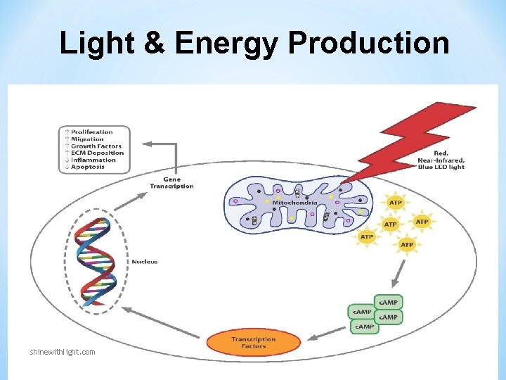 Light & Energy Production shinewithlight. com Light & Energy Production shinewithlight. com