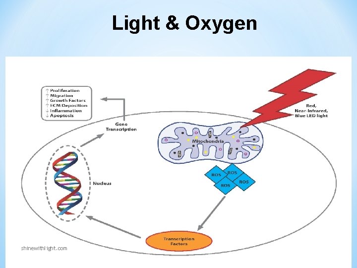 Light & Oxygen shinewithlight. com Light & Oxygen shinewithlight. com