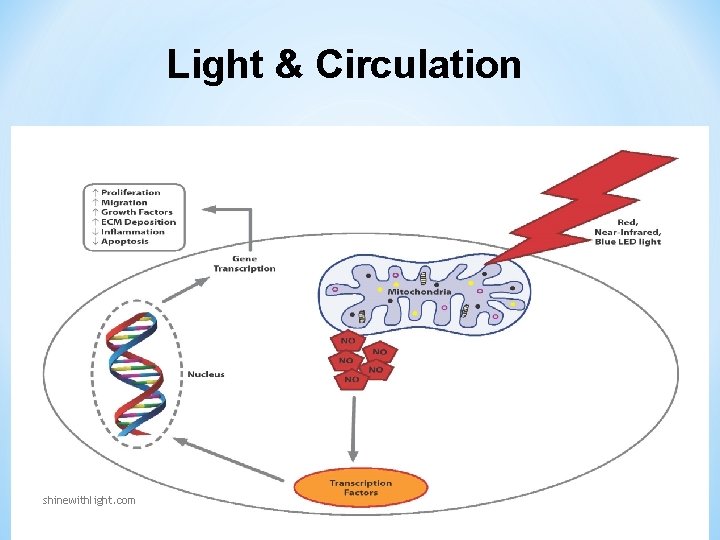 Light & Circulation shinewithlight. com Light & Circulation shinewithlight. com