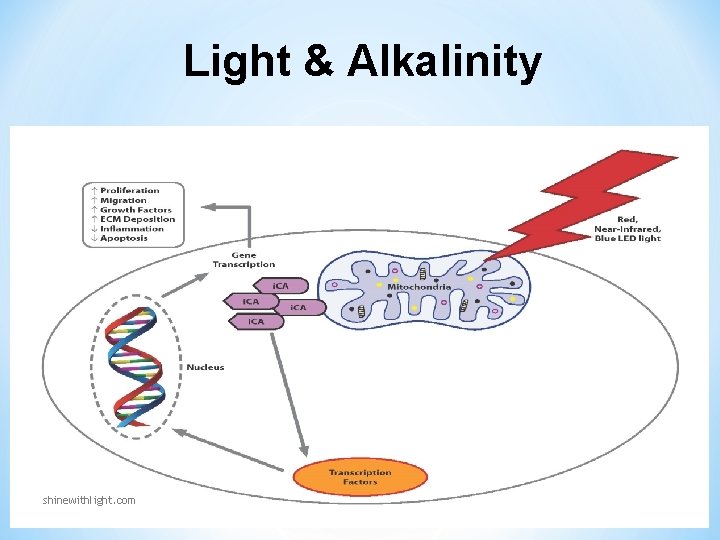 Light & Alkalinity shinewithlight. com Light & Alkalinity shinewithlight. com