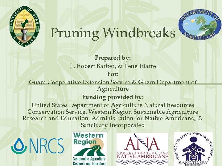 Pruning Windbreaks Prepared by: L. Robert Barber, & Ilene Iriarte For: Guam Cooperative Extension