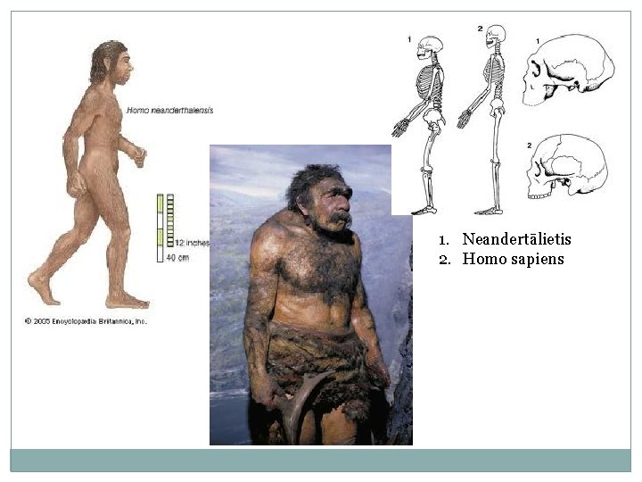 1. Neandertālietis 2. Homo sapiens 