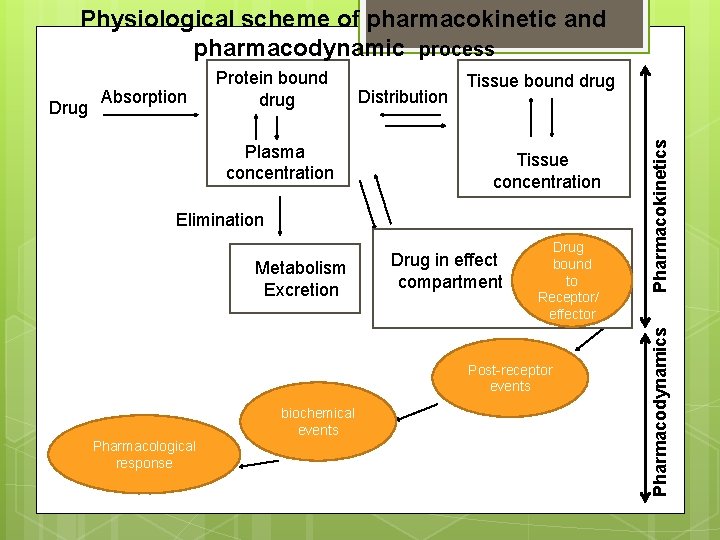 Physiological scheme of pharmacokinetic and pharmacodynamic process Plasma concentration Distribution Tissue concentration Elimination Metabolism Physiological scheme of pharmacokinetic and pharmacodynamic process Plasma concentration Distribution Tissue concentration Elimination Metabolism