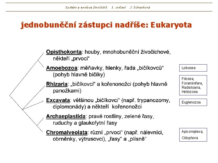 Systém a evoluce živočichů 1. cvičení J. Schenková jednobuněční zástupci nadříše: Eukaryota Lobosea Filosea,