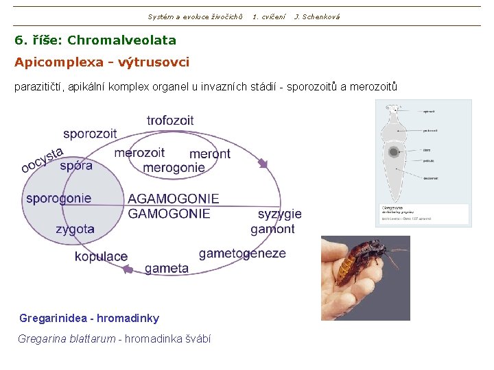 Systém a evoluce živočichů 1. cvičení J. Schenková 6. říše: Chromalveolata Apicomplexa - výtrusovci