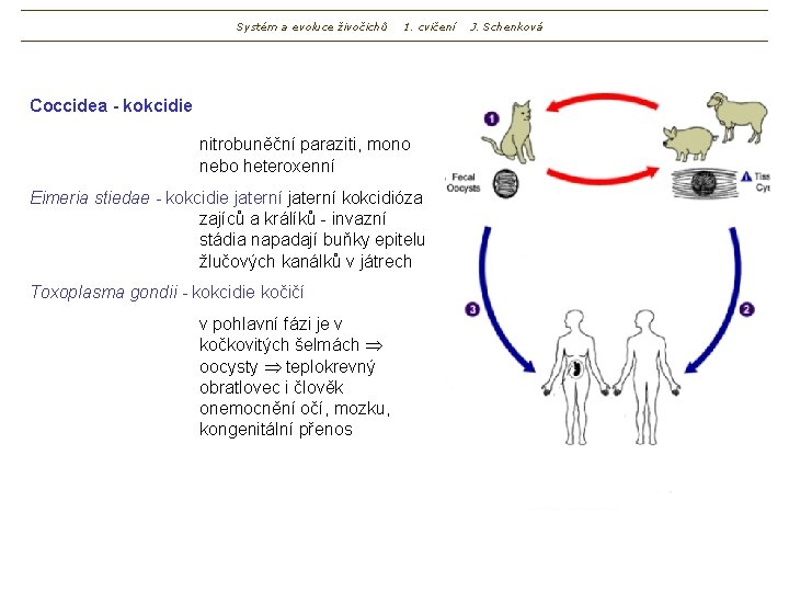 Systém a evoluce živočichů 1. cvičení Coccidea - kokcidie nitrobuněční paraziti, mono nebo heteroxenní
