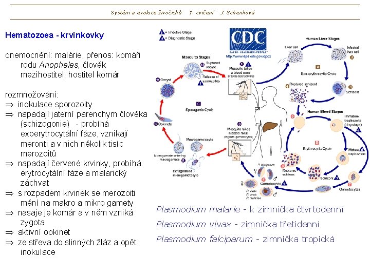 Systém a evoluce živočichů 1. cvičení J. Schenková Hematozoea - krvinkovky onemocnění: malárie, přenos: