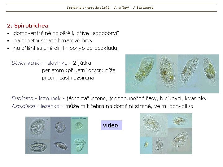 Systém a evoluce živočichů 1. cvičení J. Schenková 2. Spirotrichea dorzoventrálně zploštělí, dříve „spodobrví“