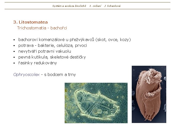 Systém a evoluce živočichů 1. cvičení J. Schenková 3. Litostomatea Trichostomatia - bachořci bachoroví