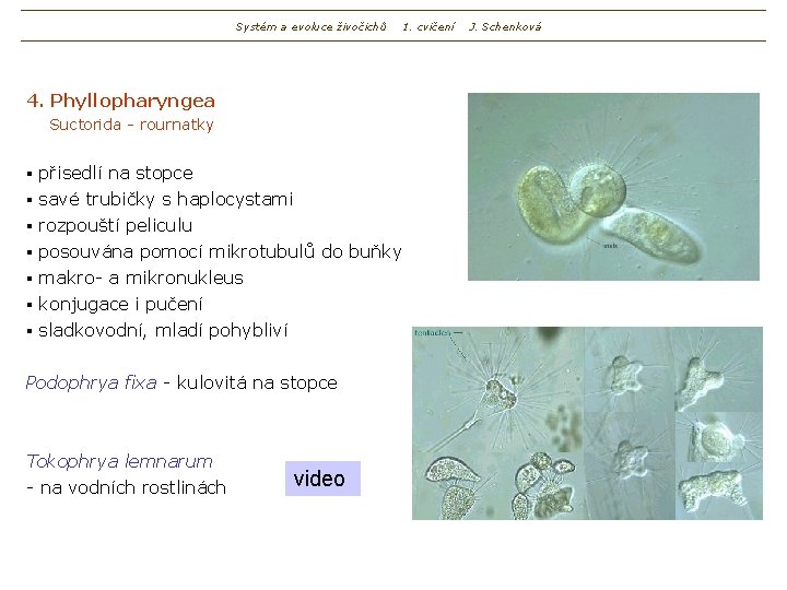 Systém a evoluce živočichů 4. Phyllopharyngea Suctorida - rournatky přisedlí na stopce § savé