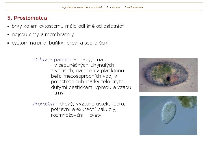 Systém a evoluce živočichů 1. cvičení J. Schenková 5. Prostomatea § brvy kolem cytostomu