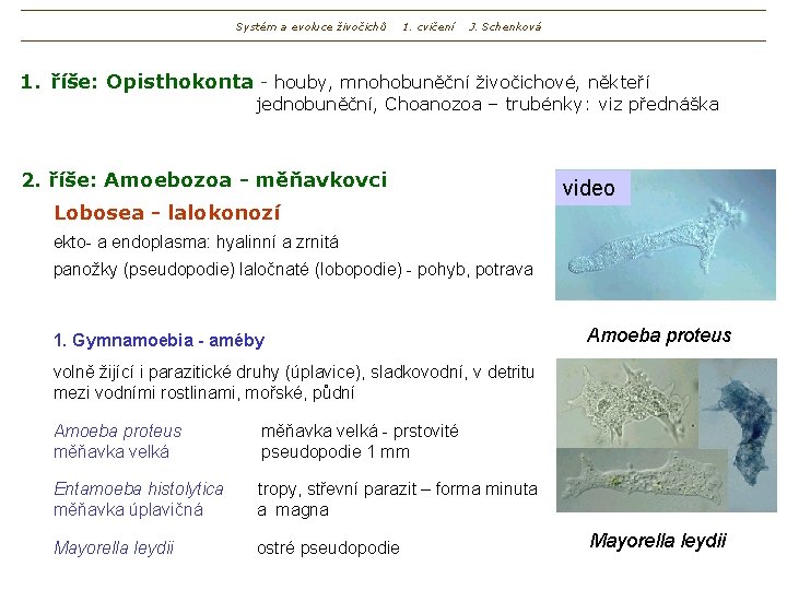 Systém a evoluce živočichů 1. cvičení J. Schenková 1. říše: Opisthokonta - houby, mnohobuněční