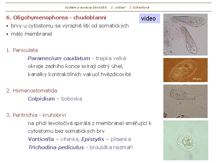 Systém a evoluce živočichů 1. cvičení J. Schenková 6. Oligohymenophorea - chudoblanní § brvy