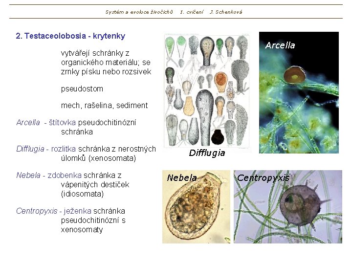Systém a evoluce živočichů 1. cvičení J. Schenková 2. Testaceolobosia - krytenky Arcella vytvářejí