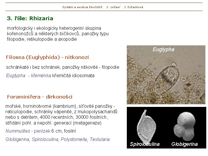 Systém a evoluce živočichů 1. cvičení J. Schenková 3. říše: Rhizaria morfologicky i ekologicky