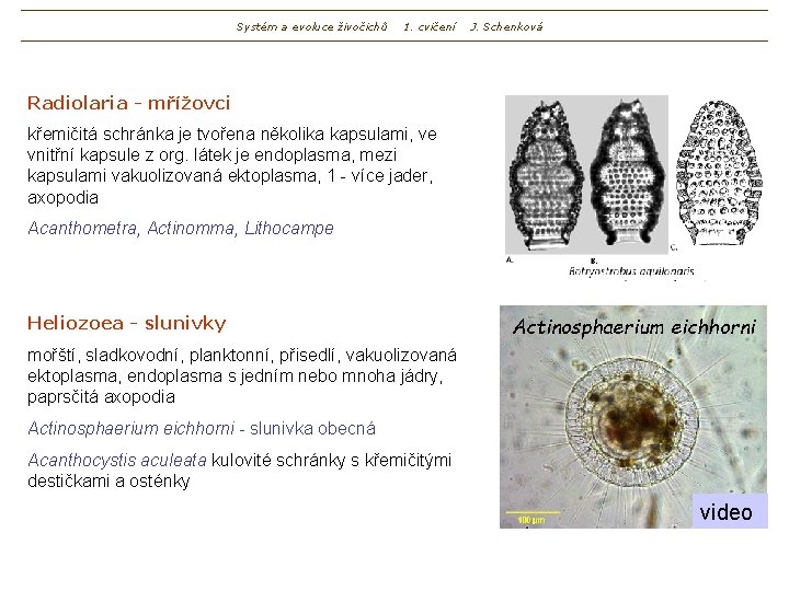 Systém a evoluce živočichů 1. cvičení J. Schenková Radiolaria - mřížovci křemičitá schránka je