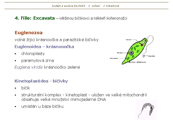 Systém a evoluce živočichů 1. cvičení J. Schenková 4. říše: Excavata – většinou bičíkovci