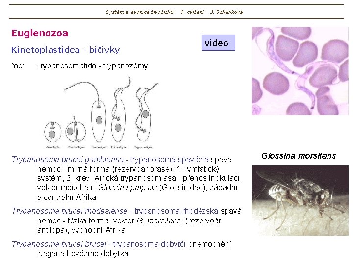 Systém a evoluce živočichů Euglenozoa Kinetoplastidea - bičivky řád: 1. cvičení J. Schenková video