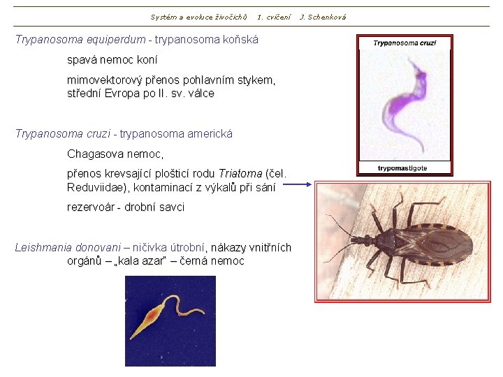 Systém a evoluce živočichů 1. cvičení Trypanosoma equiperdum - trypanosoma koňská spavá nemoc koní