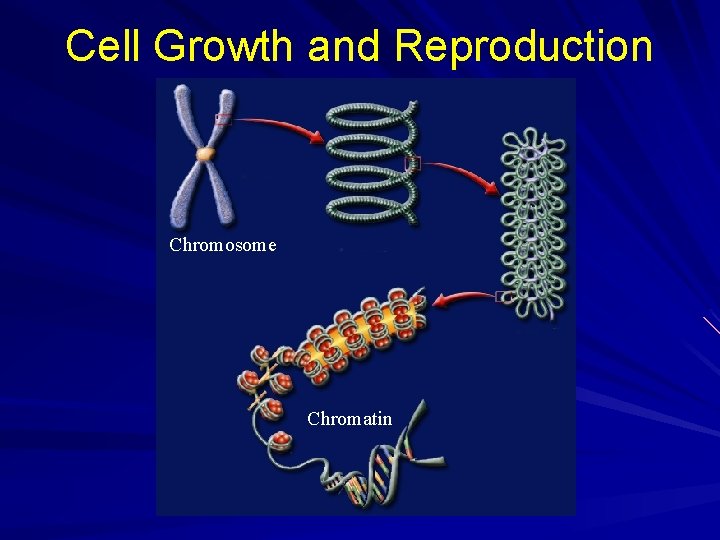 Cell Growth and Reproduction Chromosome Chromatin Cell Growth and Reproduction Chromosome Chromatin