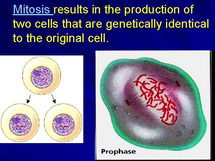 Mitosis results in the production of two cells that are genetically identical to the Mitosis results in the production of two cells that are genetically identical to the