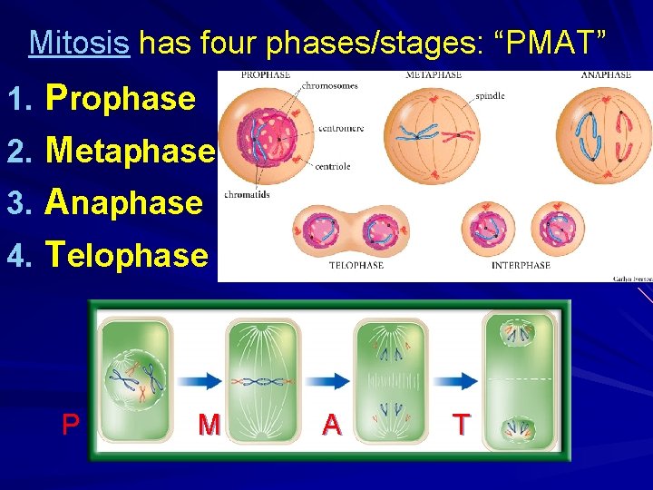 Mitosis has four phases/stages: “PMAT” 1. Prophase 2. Metaphase 3. Anaphase 4. Telophase P Mitosis has four phases/stages: “PMAT” 1. Prophase 2. Metaphase 3. Anaphase 4. Telophase P