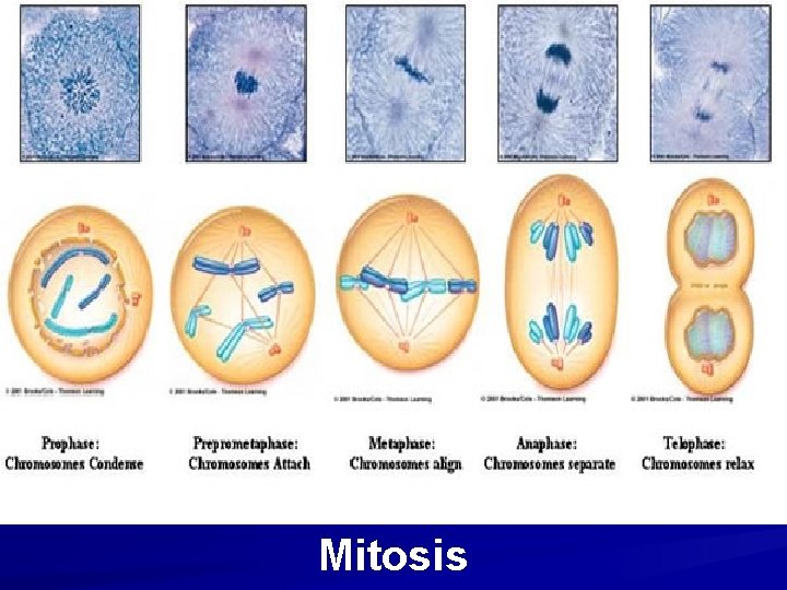 Mitosis Mitosis
