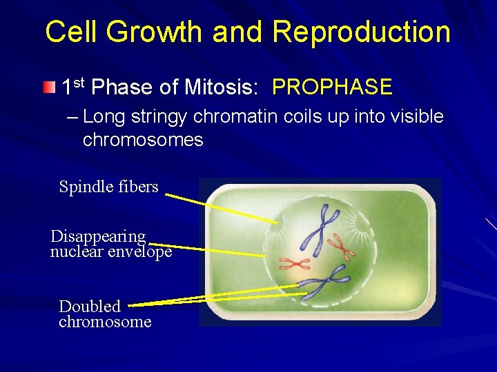 Cell Growth and Reproduction 1 st Phase of Mitosis: PROPHASE – Long stringy chromatin Cell Growth and Reproduction 1 st Phase of Mitosis: PROPHASE – Long stringy chromatin