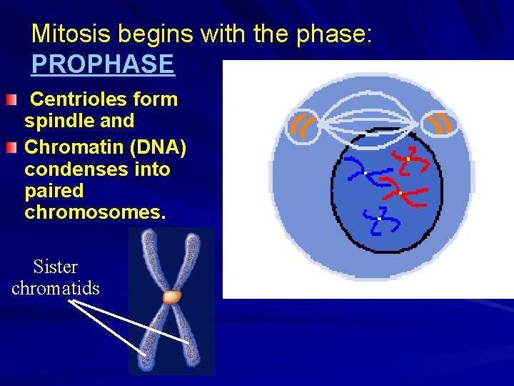 Mitosis begins with the phase: PROPHASE Centrioles form spindle and Chromatin (DNA) condenses into Mitosis begins with the phase: PROPHASE Centrioles form spindle and Chromatin (DNA) condenses into