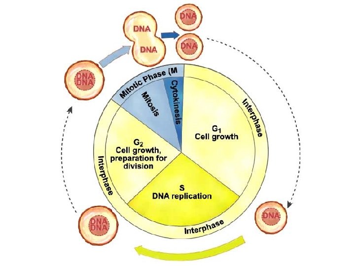 From birth to rebirth, a cell progresses through stages that make up the Cell From birth to rebirth, a cell progresses through stages that make up the Cell