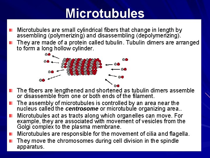 Microtubules are small cylindrical fibers that change in length by assembling (polymerizing) and disassembling Microtubules are small cylindrical fibers that change in length by assembling (polymerizing) and disassembling