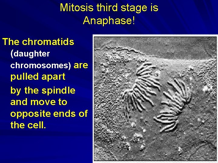 Mitosis third stage is Anaphase! The chromatids (daughter chromosomes) are pulled apart by the Mitosis third stage is Anaphase! The chromatids (daughter chromosomes) are pulled apart by the