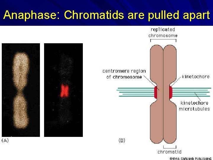 Anaphase: Chromatids are pulled apart Anaphase: Chromatids are pulled apart