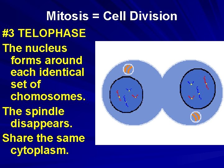 Mitosis = Cell Division #3 TELOPHASE The nucleus forms around each identical set of Mitosis = Cell Division #3 TELOPHASE The nucleus forms around each identical set of