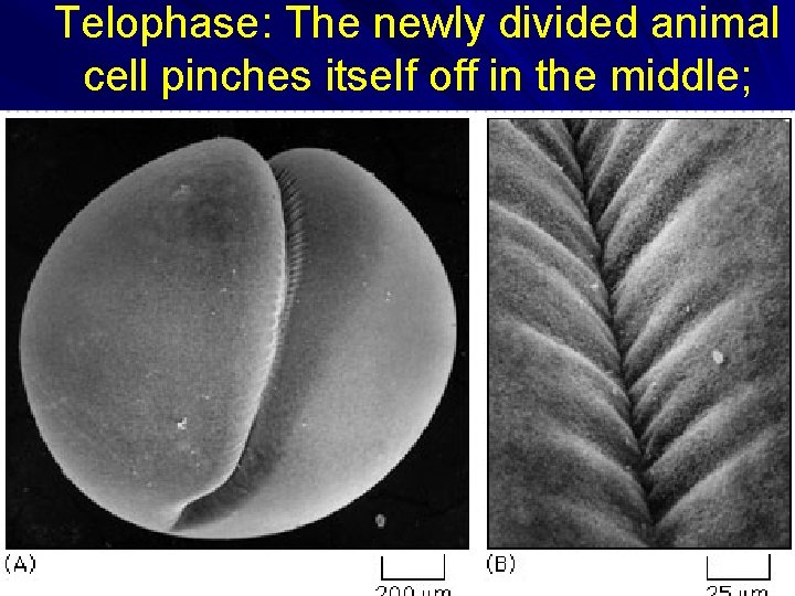 Telophase: The newly divided animal cell pinches itself off in the middle; a plant Telophase: The newly divided animal cell pinches itself off in the middle; a plant