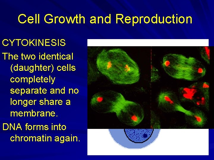 Cell Growth and Reproduction CYTOKINESIS The two identical (daughter) cells completely separate and no Cell Growth and Reproduction CYTOKINESIS The two identical (daughter) cells completely separate and no