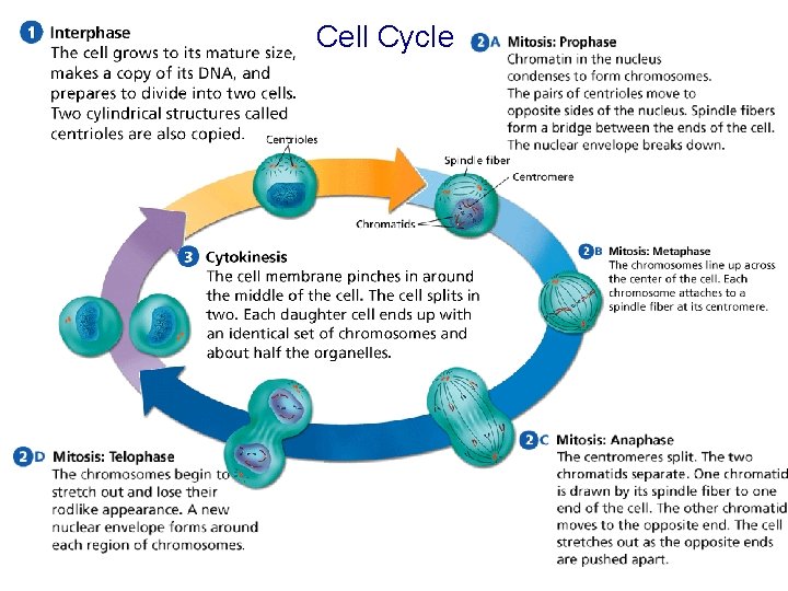 Cell Cycle Cell Cycle