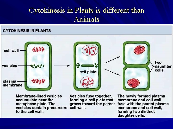 Cytokinesis in Plants is different than Animals Cytokinesis in Plants is different than Animals