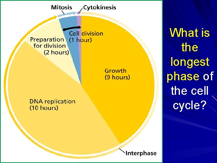 What is the longest phase of the cell cycle? What is the longest phase of the cell cycle?