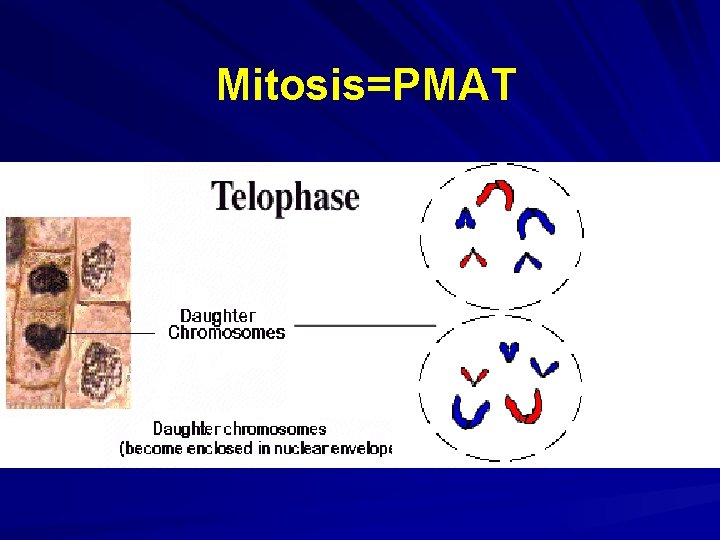 Mitosis=PMAT Mitosis=PMAT