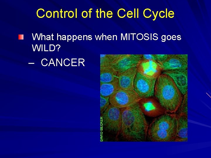 Control of the Cell Cycle What happens when MITOSIS goes WILD? – CANCER Control of the Cell Cycle What happens when MITOSIS goes WILD? – CANCER