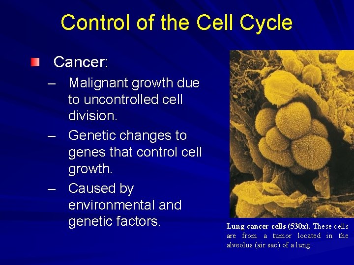 Control of the Cell Cycle Cancer: – Malignant growth due to uncontrolled cell division. Control of the Cell Cycle Cancer: – Malignant growth due to uncontrolled cell division.