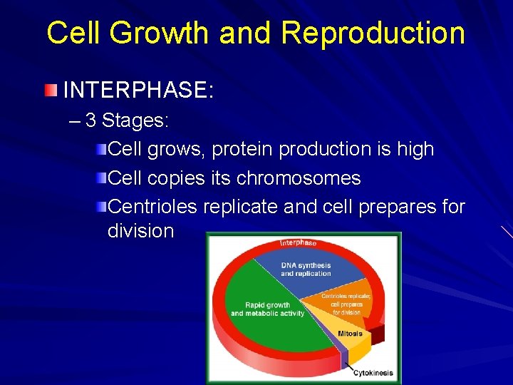 Cell Growth and Reproduction INTERPHASE: – 3 Stages: Cell grows, protein production is high Cell Growth and Reproduction INTERPHASE: – 3 Stages: Cell grows, protein production is high
