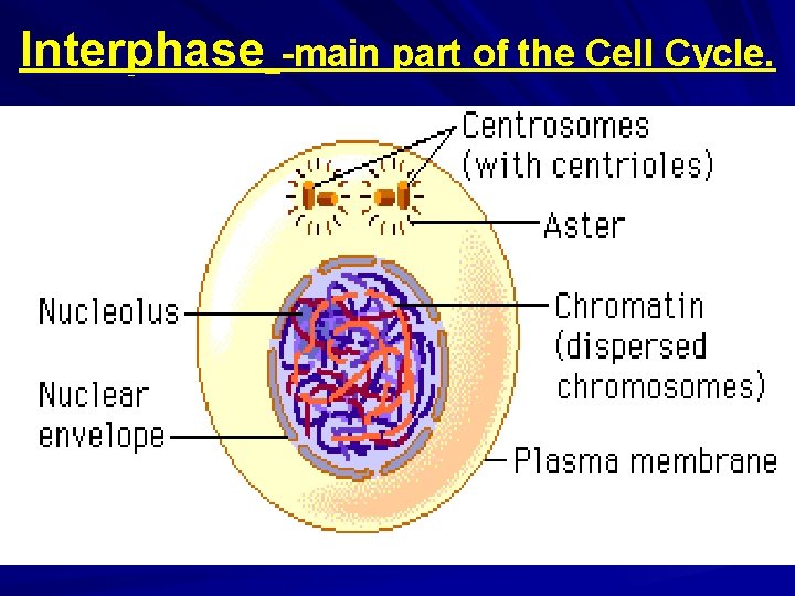Interphase -main part of the Cell Cycle. Chromatin (long thin DNA molecule) is stored Interphase -main part of the Cell Cycle. Chromatin (long thin DNA molecule) is stored