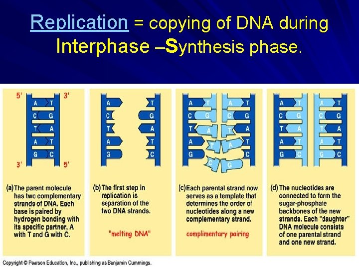 Replication = copying of DNA during Interphase –Synthesis phase. Replication = copying of DNA during Interphase –Synthesis phase.