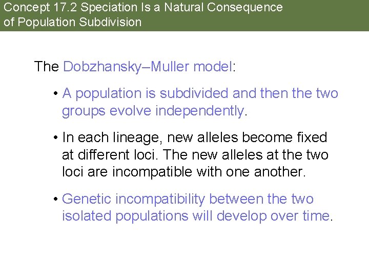 Concept 17. 2 Speciation Is a Natural Consequence of Population Subdivision The Dobzhansky–Muller model: